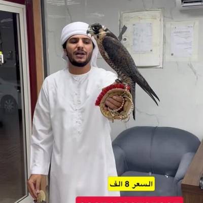 Saeed
